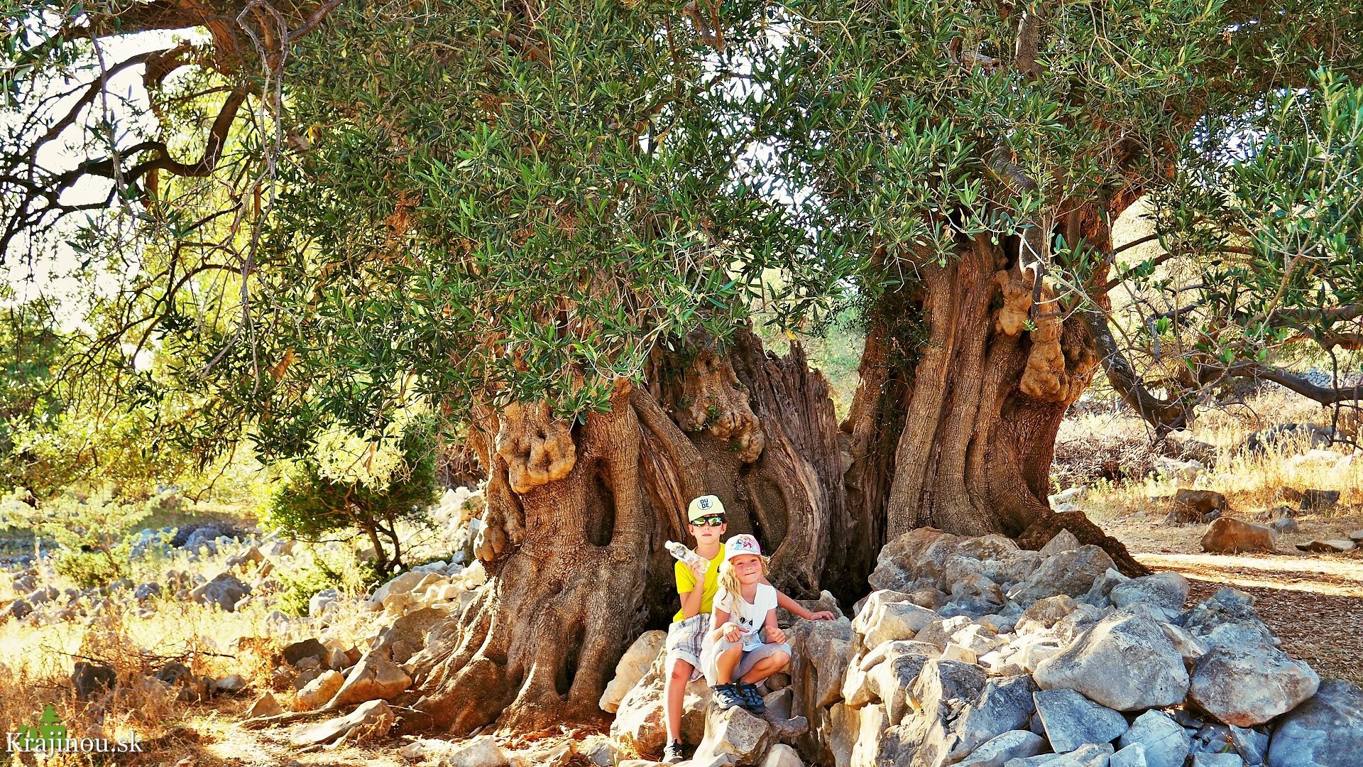 Lun - v tieni divých olivovníkov